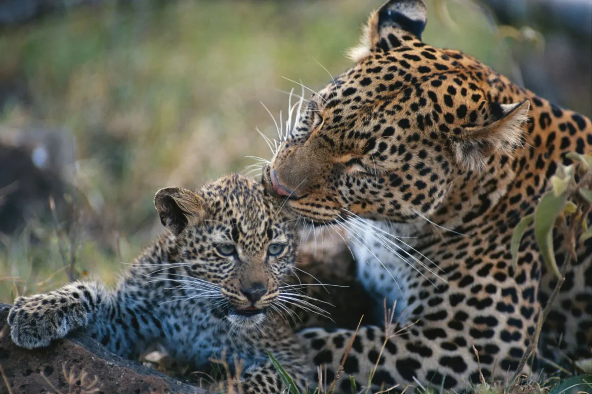 jhalana leopard safari park booking